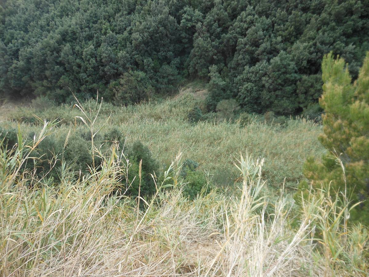 Arundo donaciformis (Loisel.) Hardion, Verlaque & B. Vila